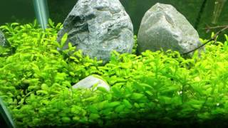 Glossostigma elatinoides update [upl. by Viviane]