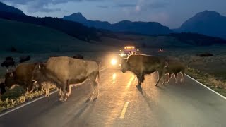 Driving through a bison jam at night [upl. by Macnamara]