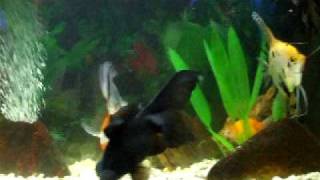 pesci scalari oranda ed black moore [upl. by Avril738]