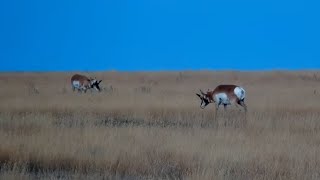 Pronghorns Antilocapra americana at Bison Calving Plains  Grasslands National Park  exploreorg [upl. by Afrika635]