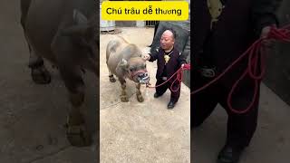 Anh chàng tốt bụng cứu trâu shots tintuc contrâu [upl. by Eimma353]