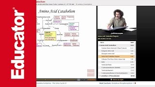 Amino Acid Catabolism  Biochemistry Tutorial [upl. by Neda]