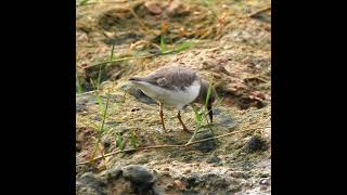 Temmincks Stint [upl. by Howie577]