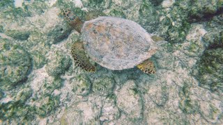 Maldives 2023 Snorkeling Cinnamon Dhonveli [upl. by Leribag840]