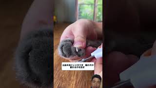 Its too much cat hair falls out😱😱 funnyvideo satisfying relaxing [upl. by Yerggoeg920]