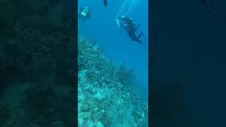 diving buceo scubadiving scuba marcaribe caribean bucear vidamarina arrecife [upl. by Ashley]