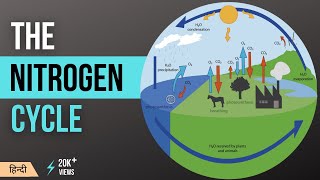 नाइट्रोजन चक्र  Nitrogen Cycle Explained  Definition Stages and Importance in Hindi MeraGuruji [upl. by Yanaj973]