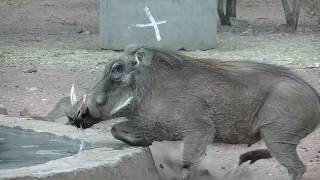 Eland Safaris Harvest Shots  South Africa [upl. by Hayifas]