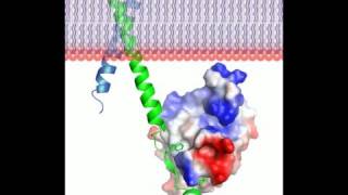 Talin protein  3D movie and a song Rate My Science [upl. by Urien]