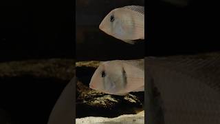 Guianacara Dacrya UDfishroom fishshorts aquarium cichlid geophagus shorts fish [upl. by Siger]