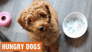 Funniest Hungry Dogs Compilation  102018 [upl. by Yenhpad792]