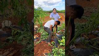 Sweet Potatoes 🍠🍠 Harvesting from Farm With Rural Farmer Activites 👍 shorts youtubeshorts [upl. by Mellman]