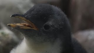 AWS 魚をパクパク食べる赤ちゃん達Gentoo penguin [upl. by Revlys8]