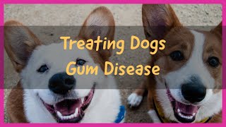 🔥Tips and Complete Guide Treating Dog Gum Disease  dental problems in dogs  dog dental diseases [upl. by Calia]