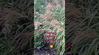 autumngarden perennialplant naturalbeauty gardening [upl. by Ocsecnarf]