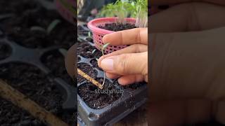 Growing tomato planttomatoplantshortsytshorts [upl. by Ursola]