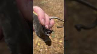 Bushcraft weekend 1 Fire starting with flint steel and char cloth [upl. by Files748]