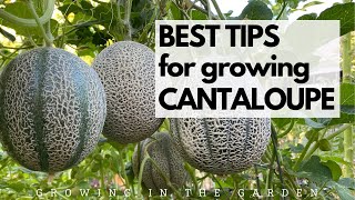 BEST TIPS for growing CANTALOUPE Grow SWEET FLAVORFUL cantaloupe with these tips [upl. by Duck]