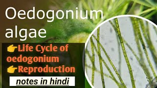 Oedogonium  Life cycle of oedogonium botany algae [upl. by Cary738]