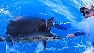 Pilbara sailfish couppla days chasing billfish finding a few hot bites from sails [upl. by Altheta]