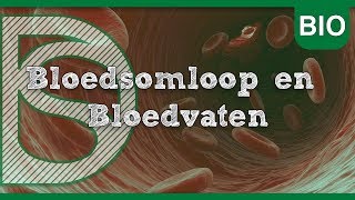 Biologie  Bloedsomloop en Bloedvaten Bloedsomloop [upl. by Atsirk]