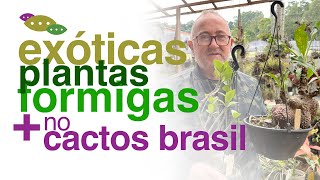 Planta Formiga por Sérgio do Cactos Brasil  Apresentação de Espécies  Invasão Plantóide [upl. by Imerej]