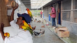 Parrots Released Into Our New Aviary  Naya Firm Pe Bird Chor Diya [upl. by Schwerin]