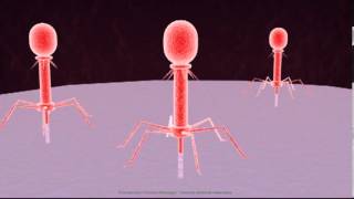 Biología Molecular [upl. by Ecirtaemed]