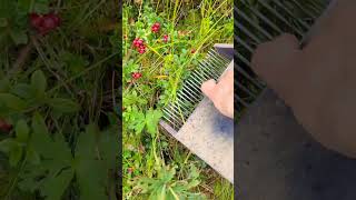 Lingonberry picking tools harvesting sweden cranberry lingonberry blueberry [upl. by Alyn976]