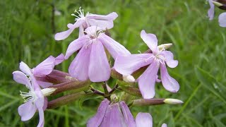 SILENE VALERIANELLA O SAPONARIA [upl. by Lavona58]