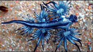 Голубой дракон Голожаберный моллюск Glaucus atlanticus лат [upl. by Leschen482]