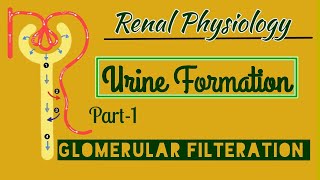 Urine Formation Physiology Part1Glomerular Filteration [upl. by Aicinoid786]