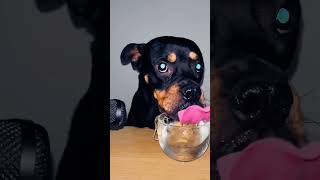 Best Dog ASMR EVER ğŸ˜± SLO MO shorts asmr dog rottweiler youtube [upl. by Kwei502]