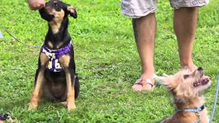 A to Z Dog Training Obedience Classes [upl. by Martijn]