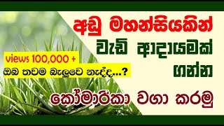 Komarika wagawa  කෝමාරිකා වාගාව [upl. by Eelyah822]