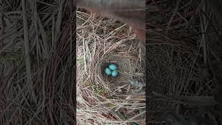 The shrike bird steals bird eggs from nest伯劳鸟偷鸟蛋全过程，鸟妈妈要伤心了 birds nature wildlife [upl. by Eirrot]