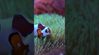 rootsrockeggae bobmarley clownfish ocellaris toadstool coral goniopora goni coralreef 90mm [upl. by Ahsoet746]