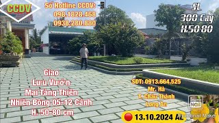 🔴 CCDV  278 Mô Hình Vườn Mai Tàng 300 Cây Thiên Nhiên H5080 cm Bông T Vĩnh Công CCDV [upl. by Tikna108]