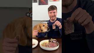 Feeding A Dog 1 vs 10000 Steak combo mrbeast comboes funny youtubepersonality youtubestar [upl. by Eseekram293]