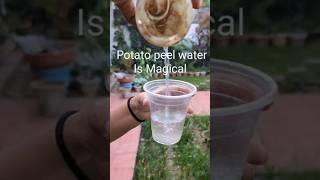 Potato peel water boost your plants organicfertilizer potatopeelwater [upl. by Srevart]