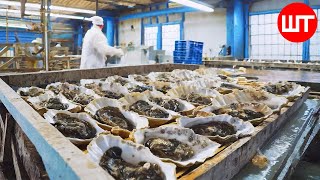 Oyster Harvesting amp Processing  How Oyster Sauce Is Made  Oyster Factory [upl. by Sualk]