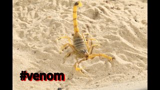 The Deathstalker scorpion is it really that VENOMOUS [upl. by Nylaehs]