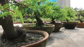 Tamarind Bonsai  Bonsai ideas [upl. by Ahsrat]