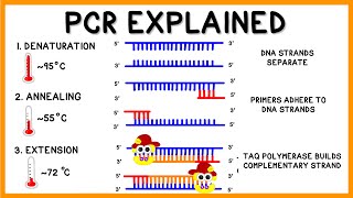 PCR Polymerase Chain Reaction Explained [upl. by Onia145]