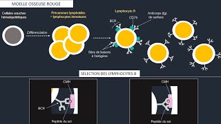 Système lymphoïde et organes lymphoïdes  maturation sélection et activation des lymphocytes B et T [upl. by Karwan]