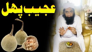 Afriqa Ka Ajeeb Fruit  Benefits Of This Fruits  Peer Iqbal Qureshi [upl. by Tamiko746]