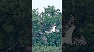 Crazy pelican steals fish from Osprey in mid air [upl. by Akinhoj]