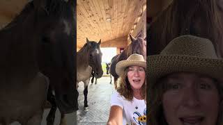 Heart of the Herd with Dr Donna Panucci horse equinetherapy horsetherapy energymedicine [upl. by Orodoet652]