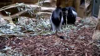 ZOO ANVERS singe capucin désigne aujourdhui toute une famille de petits primates [upl. by Cailly630]