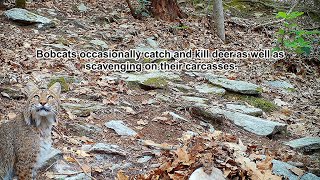 Wildlife Closeup Scavengers of the Appalachian forest [upl. by Beutner902]